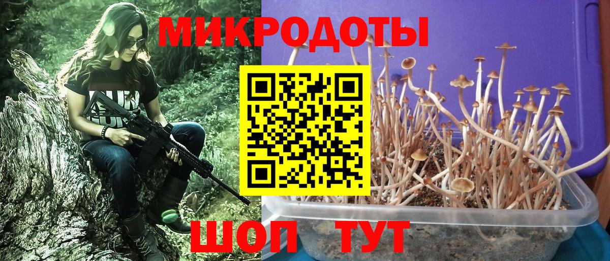 Галлюциногенные грибы Psilocybine cubensis Лесозаводск
